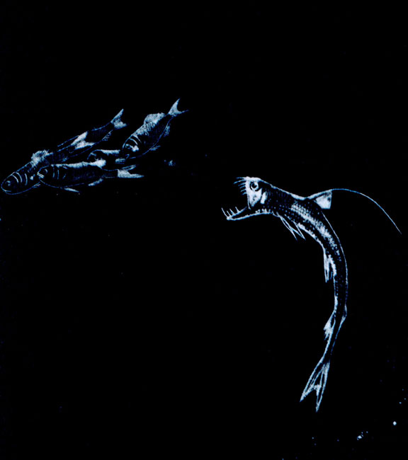 Карикатурная рыба-дракон длиной около 30 сантиметров набрасывается на стайку большеголовых мелампид. Первый луч ее спинного плавника откладывается вперед наподобие лезвия складного ножа. Этот луч используется как удочка