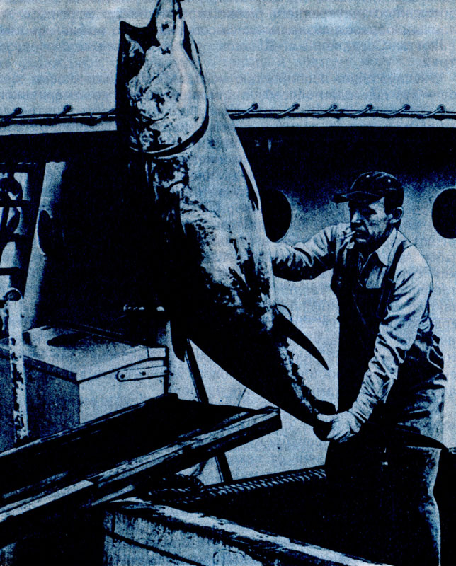 Ученые Вудс Хола вернулись из экспедиции; они искали места нереста голубых тунцов и выясняли их миграции. Идет выгрузка тунцов