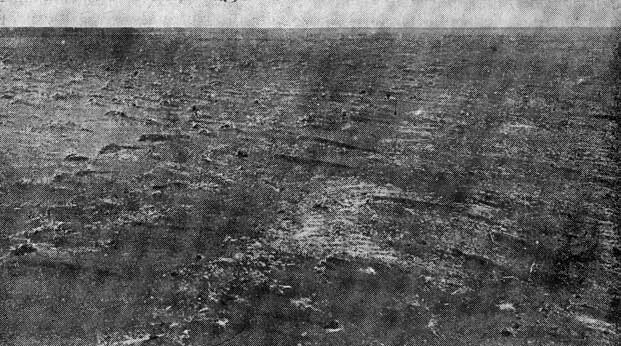 Рис. 3. Всходы люцерны занесены пылью весной 1927 г. - с 22  по 28 апреля