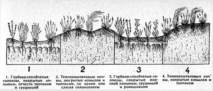 Рис. 8. Распределение почв и растительности по элементам микрорельефа в центральном Доно-Сальском районе