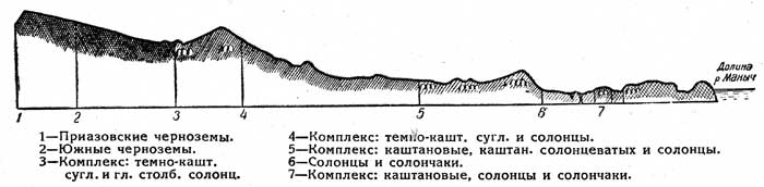 Рис. 10. Почвенный профиль на левом берегу р. Зап. Маныч (С. А. Захаров и В. А. Ковда)
