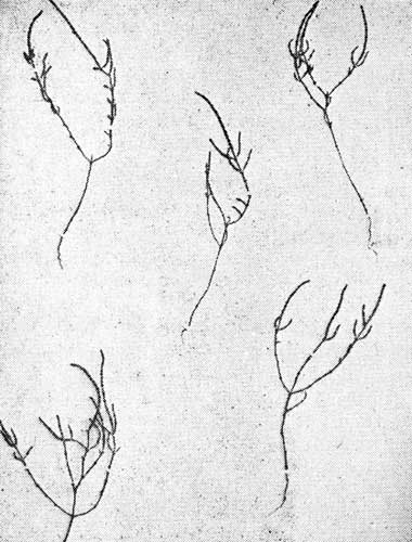 Рис. 7. Солерос - Salicornia herbacea L.