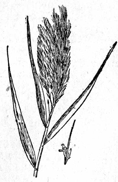 Рис. 4. Phragmite communis - Тростник