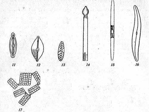 Рис. 11-17: 11-Navlcula affinis, 12-Navicula placentula,  13-Aehnanthes hantzschiana, 14-Synedra capitata, 15-Synedra ulna, 16-Gyrosigma aeuminatum, 17 - Diatoma vulgare. 