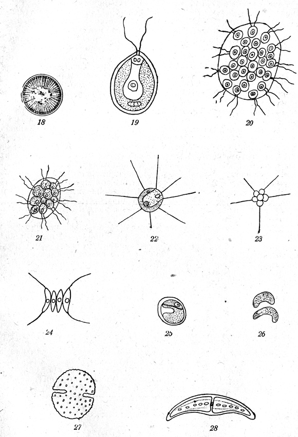 Рис. 18-28: 18-Cyclotella Kutzingiauna, 19-Chlamydomonas Ehrenbergii, 20-Eudorina elegans 21-Pandorina morum, 22 Golenkinfa radiaia. 23-Richteriella boiryoides, 24Scenedesmus quadricanda, 25-Chlorella vulgaris, 26-Kirchneriella lunaris, 27-Cosmarium Botrytis, 28-Closterium moniliferum. 