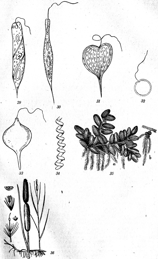 Рис. 29-36: 29-Euglena auxiuris, 30-Euglena acus, 31-Phacus longicauda, 32-Trachelomonas volvocina, 33-Trachelomonas volgensis, 34-Spirulina major, 35-Salvinia natans, 36-Typha latifolia.