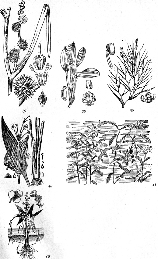 Рис. 37-42: 37-Sparganium polyedrum, 38-Potamogeton natans, 39-Potamogeton pectinatus, 40-Rotamogeton crispus, 41-Alisma plantago, 42-Sagittaria sagittifolia.