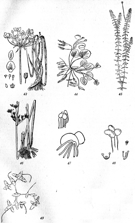 Рис. 43-49: 43-Butomus umbeliatus, 44-Hydrocharis morsus ranae, 45-Elodea canadensis, 46-Scirpus lacustris, 47-Spirodela polyrhiza, 48-Lemna minor, 49-Lemna trisulca.