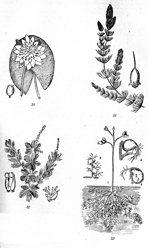 Рис. 50-53: 50- Nymhea alba, 51-Ceratophyllum demersum, 52-Myriophyllum spicatum, 53-Utricularia vulgaris.