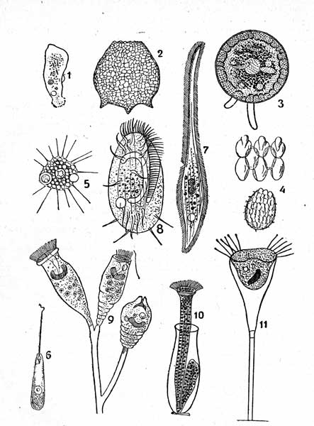 Таблица I. ПРОСТЕЙШИЕ: 1-Amoeba limax, 2-Difflugia corona, 3-Arcella vulgaris, 4-Euglypha ciltata, 5-Peran ma  trichophorum, 7-Lionotus anser, 8-Euplotes charon, 9-Epituylu plicatilis, 10-Cothurnia crystallina, 11-Acineta flava.