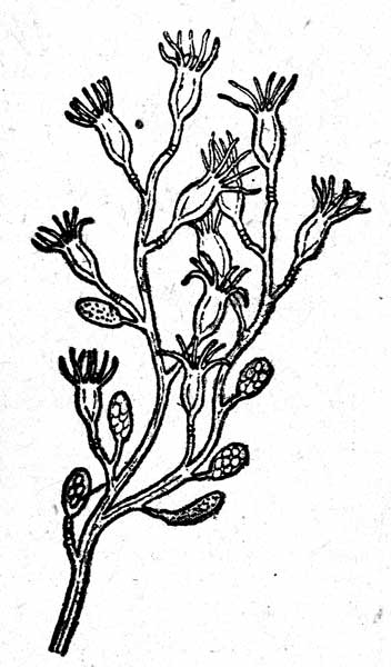 Рис. 1. Cordylophora caspia Pallas