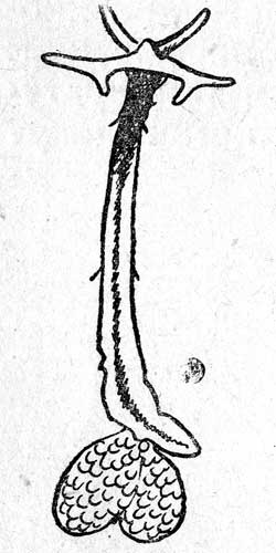 Рис. 6. Lernaeocera (ув. в 2 раза)