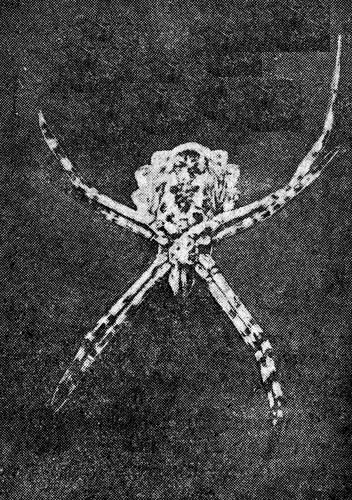 Рис. 1. Аrgiope дobata Palю Самка, вид с брюшной стороны