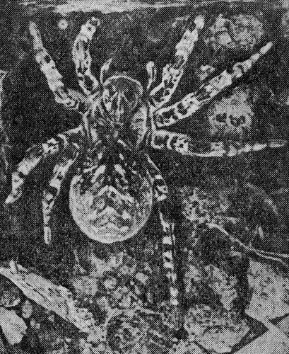 Рис. 4. Lycosa singoriensis Laxm. Самка