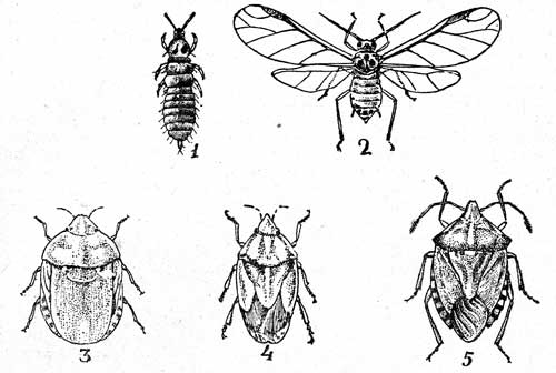 Таблица II. 1-Пшеничный трипс, личинка (Haplothrips tritici Kurd. до 1); 2-Бахчевая тля (Doralis frangulae Koch., до  1,5); 3-Вредная черепашка (Eurygaster integriceps Put., 10-12,5); 4-Остроголовый клоп (Aelta acuminata L. 7-11,5); 5-Ягодный клоп (Dollycoris baccarum L.-9,5-12)