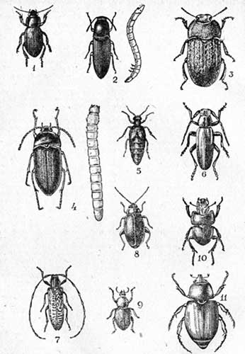 Таблица III. 1-Просяная жужелица (Pardlleus calceatus Duft, 13-16); 2-Жук и личинка степного щелнуна (Agriotes gurgistanus Fald., 10-13); 3-Песча­ный медляк (Optram sabulosum L, 7-10); 4-Жук и личинка дагестанского пыльцееда (Podonta daghestanica Reitt, 7-95); 5-Черная майка (Meloe proscarabaeus L., 13 22); 6-Хлебный усач (Dorcadion carinatum Pall., 17 20); 7-Подсолнечниковыи усач. (Agafanthia dahli Richt. 15-20); 8-Крестоцвет­ная блоха (Phyllotteta cruciferae Goeze., 2,3-3); 9-Черный свекловиный дол­гоносик (Psallidium maxillosum F., 7,5-9; 10-Краечик-головач (Lethrus apterus Laxm., 10-20); 11-Хлебный жук кузька (Anisoplia austriaca Hrbst., 13-15).