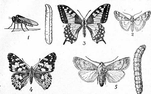 Таблица IV. 1-Шведская муха и ее личинки (Oscinosoma frit L., 2,5-3); 2-Луговой мотылек (Loxostege sticticalis L., 12-15); 3-Махаон (Papilo machaon L., 45-50); 4-Репейница (Pyrameis cardui L., 50-60); 5-Озимая совка и ее гусеница (Feltia segetum Sch., 18-22).