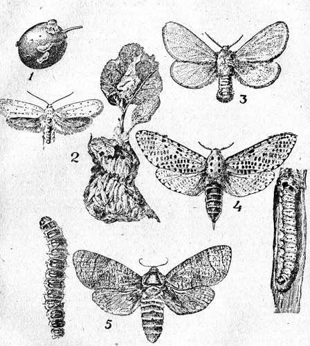 Таблица VI. 1-Сливовая плодожорка - повреждение (Laspeyresia funebrana Tr); 2-Яблоневая моль и ее гусеницы (Jponomeuta malineltus Zell, 5-10); 3-Златогузка (Euproctis chrysorrhaea L., 15-20); 4-Древесница въедливая и ее гусеница (Zeuzera pyrina L,25-35); 5-Древоточец пахучий и его гусеница (Cossus cossus L., 38-42).