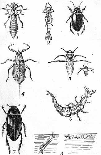 Таблица VII. 1-Личинка стрекозы-коромысла (Aeschna.); 2-Личинка стре­козы-стрелки (Agriori); 3-Гладыш и его личинка (Nolonecia glauca L.t 14-16); 4-Водяной скорпион (Nepa cinerea L., 18-22); 5-Плавунец окай­мленный (Macrodytes mardinalis L.б 30-35); 6-Личинка жука - пла­вунца (Dytiscus.); 7-Большой водолюб (Hydrous piceus L.,34-47); 8-Ли­чинки обыкновенного (слева) и малярийного (справа) комаров (Culex pipiens L. и Anopheles maculipennis Meig). 