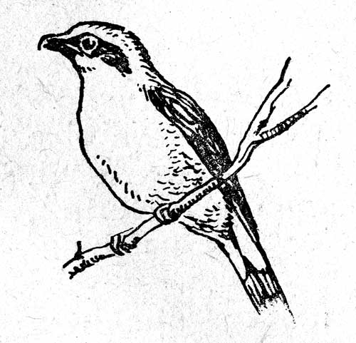 Рис. 26. Сорокопут жулан (самец)