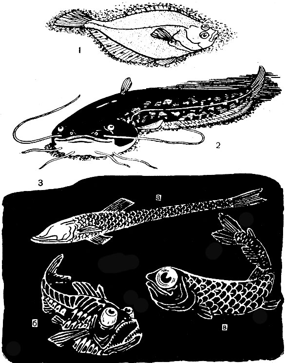 Рис. 4. Зависимость развития глаз у рыб от условий жизни: 1 - камбала; 2 - сом; 3 - глубоководные рыбы: а - ипнопс, б - аргиропелекус, в - цератоскопелус