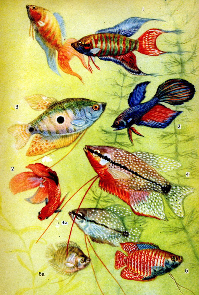 Таблица I. Лабиринтoвые рыбы: 1 - макроподы, 2 - бойцовые рыбки - петушки (различной окраски). 3 - гурами пятнистый, 4 - гурами жемчужный, 4 а - гурами жемчужный (молодой экземпляр), 5-лялиус (самец), 5 а - лялиус (самка)