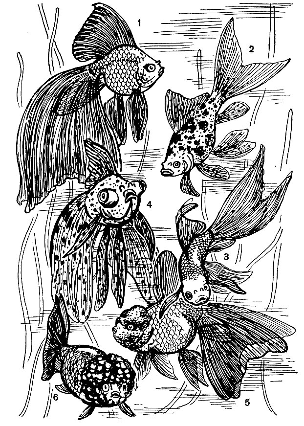 Рис. 16. Разновидности золотой рыбки: 1 - вуалехвост, 2 - шубункин, 3 - комета, 4 - телескоп, 5 - оранда, 6 - львиноголовка