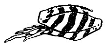 Рис. 26.  Эффект маскировки задней конечности травяной лягушки