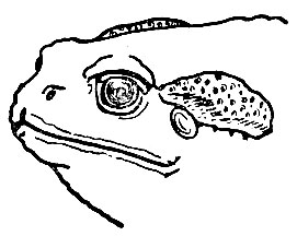 Рис. 29. Паротиды у жабы