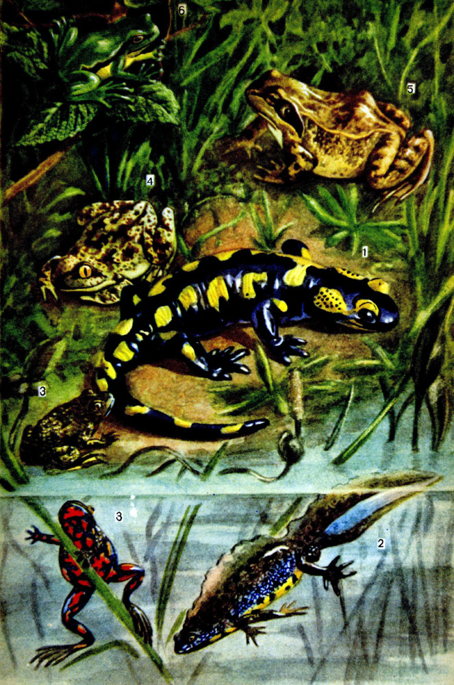 Таблица III. Земноводные: 1 - саламандра пятнистая, 2 - тритон гребенчатый, 3 - жерлянка краснобрюхая (на суше и в воде), 4 - чесночница обыкновенная, 5 - лягушка травяная, 6 - квакша древесница