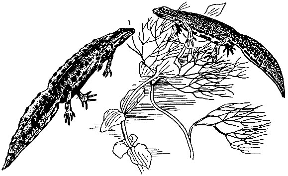 Рис. 37. Тритон обыкновенный: самец - слева, самка - справа