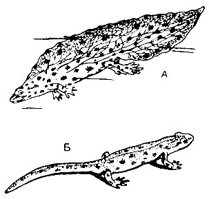 Рис. 38. Самец тритона обыкновенного: А - в период размножения, Б - в период жизни на суше