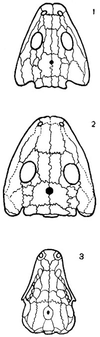 Рис. 43. Теменное отверстие в черепе: 1 - стегоцефала, 2 - котилозавра (сеймурин), 3 - ящерицы