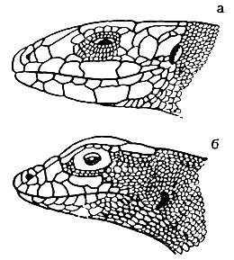 Рис. 53. Положение щитков и чешуи у ящериц (а) и ящурок (б)