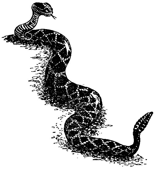 Рис. 68. Гремучая змея