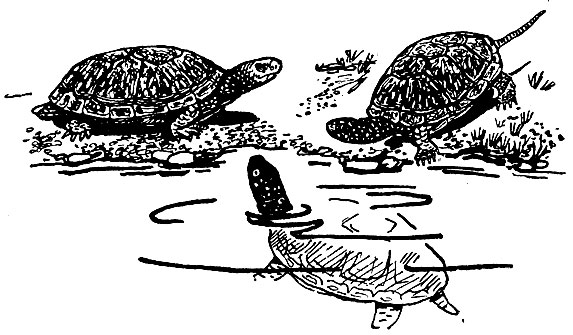 Рис. 72. Болотные черепахи