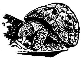 Рис. 73. Степная черепаха в неволе