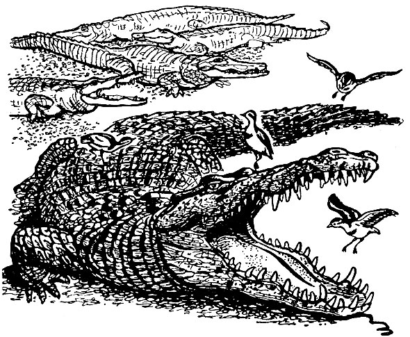 Рис. 80. Нильский крокодил и трохилусы