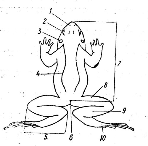 Рис.5. Схема тела лягушки. Схема тела лягушки. 1 - ноздри, 2 - глаз, 3 - барабанная перепонка, 4 - спинно-боковая складка, 5 - длина голени, 6 - анальное (заднепроходное) отверстие, 7 - общая длина тела, 8 - бедро, 9 - голень, 10 - лапка.