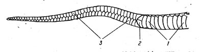 Рис. 28. Анальная область и хвост Natrix Natrix снизу. 1 - брюшные, 2 - разделённый анальный,  4 - парные подхвостовые щитки.