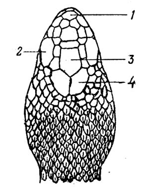 Рис. 23. Голова Vipera renardi сверху. 1 - апикальная чешуйка, 2 - надглазничные, 3 - лобный, 4 - теменные. 