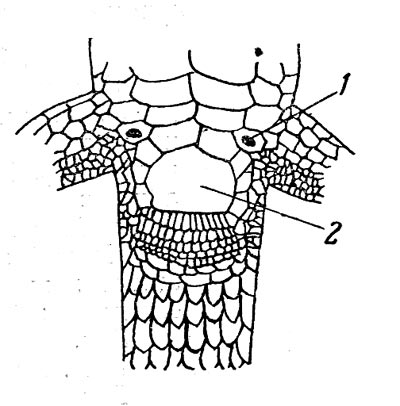 Рис. 19. Анальная область Tachydromus wolteri. 1 — паховая пора; 2 — анальный щиток.