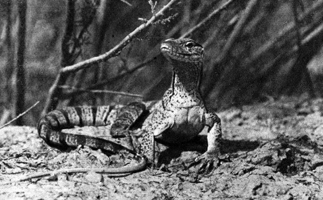 Варан — сухопутный крокодил 