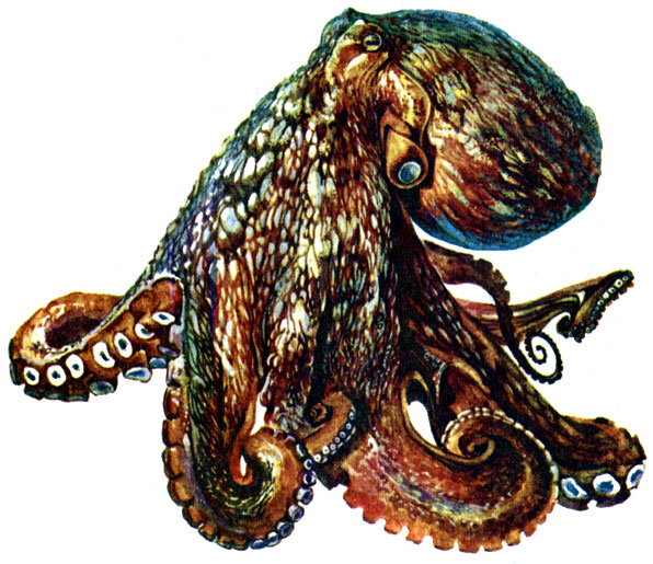 . 8.   Octopus vulgaris