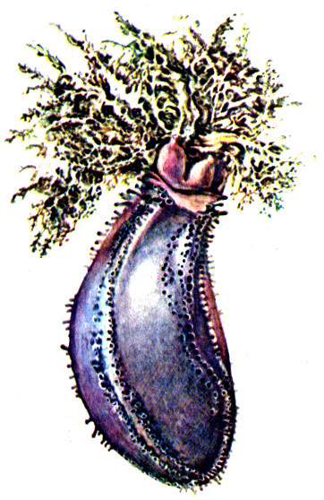 . 12.     Cucumaria japonica    
