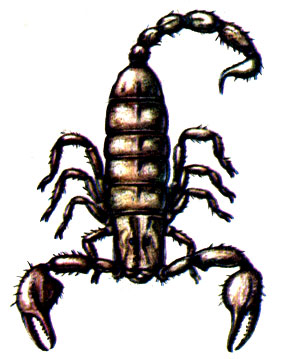 . 17.   Euscorpius italicus