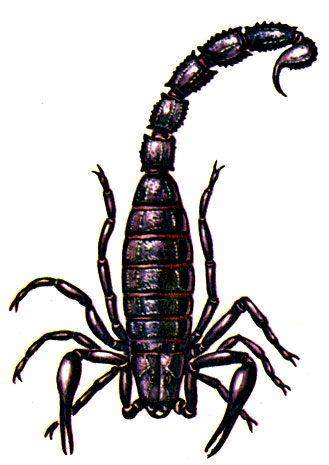 . 19.   Androctonus crassicauda