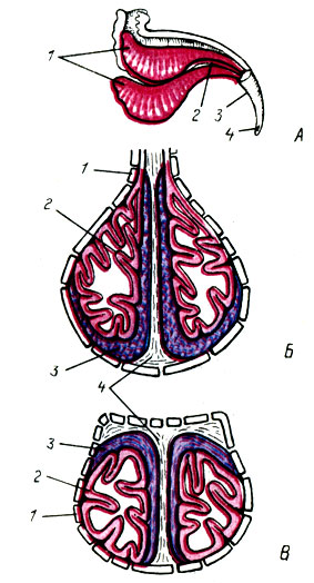 . 21.   :  -  ; 1 -  ; 2 -   ; 3 - ; 4 -  ;  -    ;  -  : 1 -    ; 2 -  ; 3 - -; 4 -  