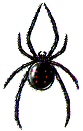 . 23.  Latrodectus mactans tredecimguttatus