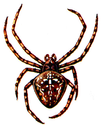 . 25.   Araneus diadematus